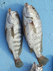 Larimus fasciatus