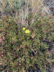 Eriogonum umbellatum