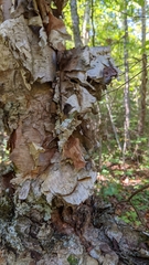 Betula nigra