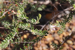 Lithomyrtus microphylla