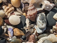 Phycothais reticulata