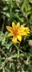 Wedelia hispida