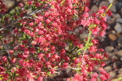 Calytrix microcoma