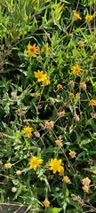 Wedelia hispida