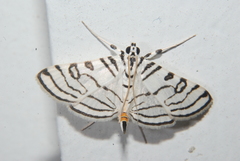 Conchylodes concinnalis