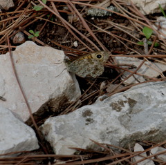 Lasiommata
