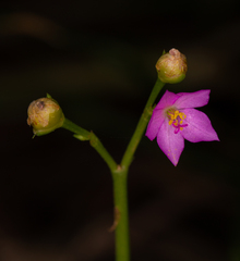 Talinum fruticosum