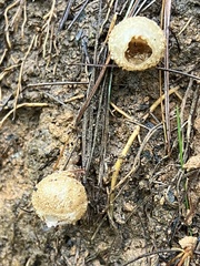 Calostoma ravenelii