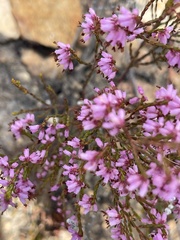 Erica rosacea