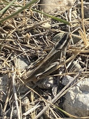 Melanoplus packardii