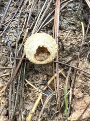 Calostoma ravenelii