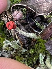Cladonia macilenta