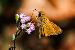 Atalopedes campestris