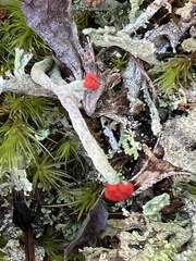 Cladonia macilenta