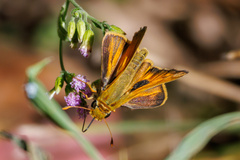 Atalopedes campestris
