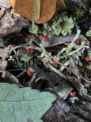 Cladonia macilenta