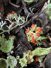 Cladonia macilenta