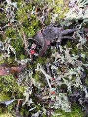 Cladonia macilenta