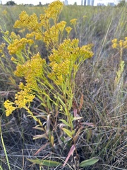 Solidago ohioensis
