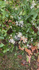 Trachelospermum jasminoides