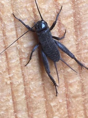 Gryllus