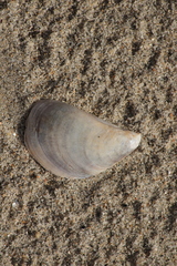 Mytilus galloprovincialis