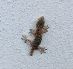 Tarentola mauritanica