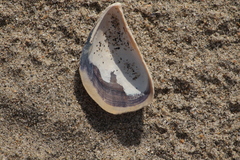 Mytilus galloprovincialis