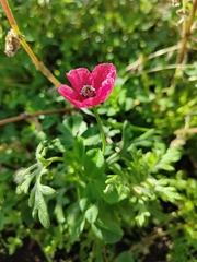 Papaver hybridum