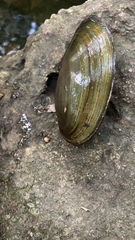 Utterbackia imbecillis