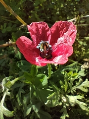 Papaver hybridum