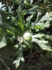 Papaver hybridum