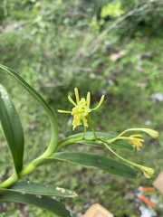 Epidendrum examinis