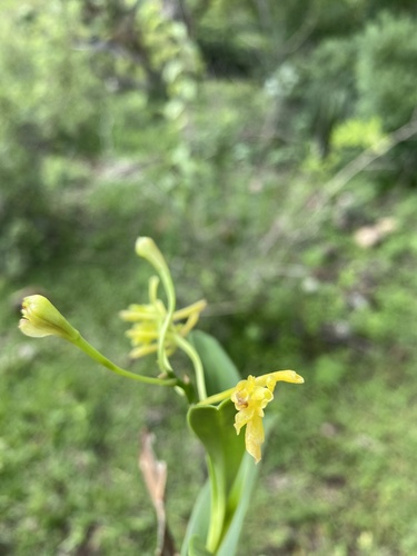 Epidendrum examinis S.Rosillo 2