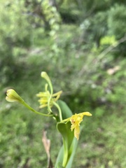 Epidendrum examinis