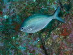Scorpis lineolata