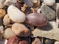 Purpuradusta gracilis