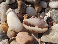 Purpuradusta gracilis