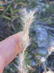 Bothriochloa laguroides