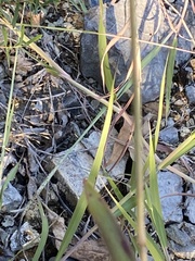 Bothriochloa laguroides