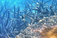 Chaetodon trifascialis