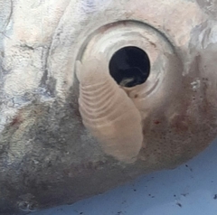 Cymothoida