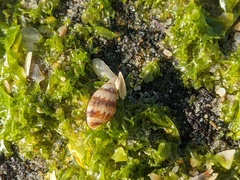 Pseudamycla dermestoidea