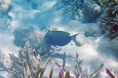 Acanthuridae
