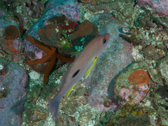 Lutjanus russellii