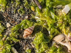 Pseudamycla dermestoidea