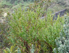 Baccharis altimontana
