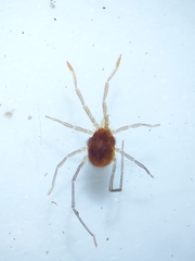 Acariformes