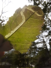 Liriomyza carphephori