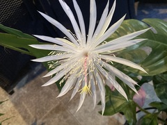 Epiphyllum hookeri